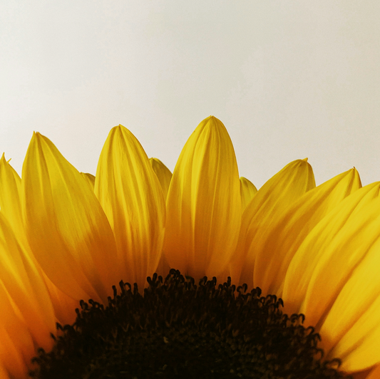 Your Guide To Sunflower Seed Oil's Powerful Skin Benefits